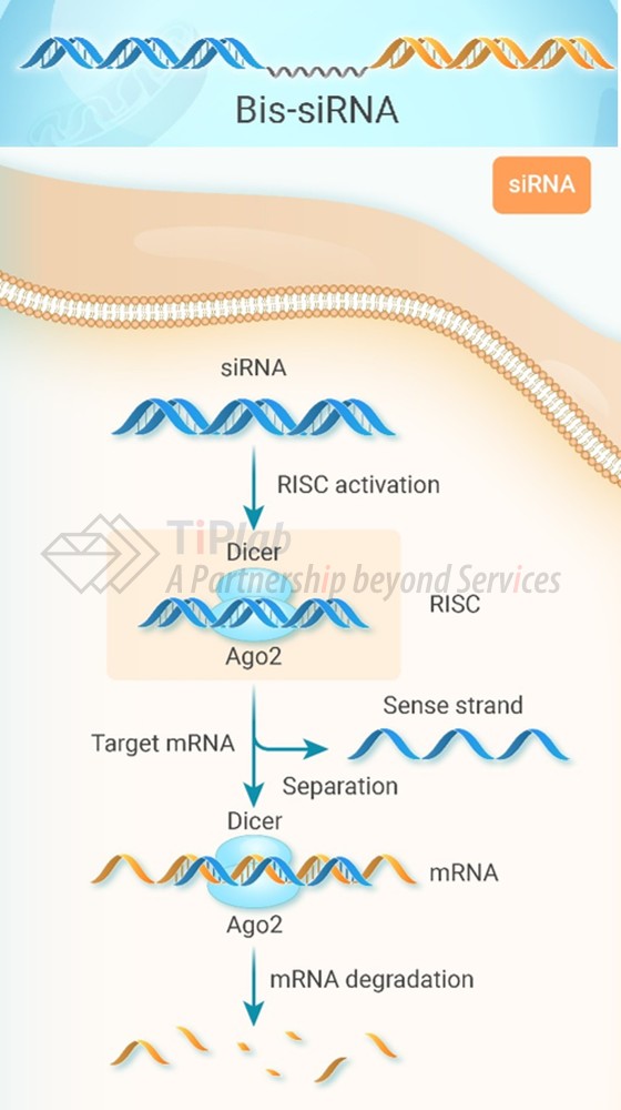 图1 双靶siRNA示例性结构与siRNA作用机制示意图 （DOI: 10.59717/j.xinn-drugdisc.2026.100007）