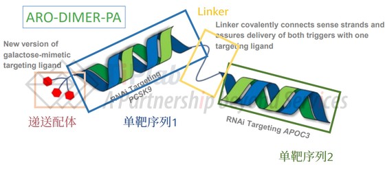 图2 Arrowhead的管线ARO-DIMER-PA结构示意图 （改编自Arrowheadpharma.com）
